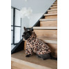Толстовка Pet Fashion Push для собак