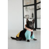 Толстовка Pet Fashion Color для собак
