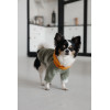 Толстовка Pet Fashion Tie-dye для собак