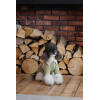 Дублянка Pet Fashion Olive для собак