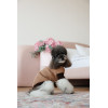 Светр Pet Fashion Rob для собак бежевий